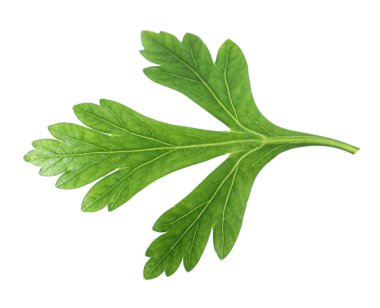 Taze yeşil maydanoz yaprağı beyaza izole edilmiş