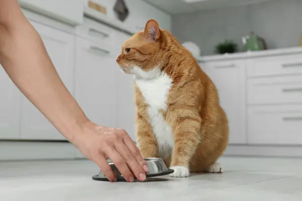 Mutfakta Tatlı Zencefilli Kediyi Besleyen Bir Kadın Var — Stok fotoğraf