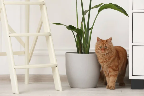 Adorable cat near green houseplant at home