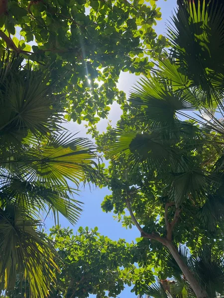 Vackra Tropiska Träd Med Gröna Blad Mot Blå Himmel Nedre — Stockfoto