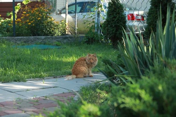 可爱的毛绒绒猫坐在室外人行道上 — 图库照片