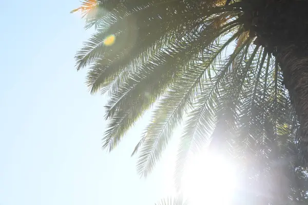 Vacker Palm Mot Klar Himmel Låg Vinkel — Stockfoto