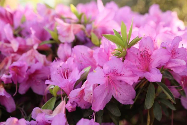 Piękny Krzew Rododendronowy Różowymi Kwiatami Rosnącymi Zewnątrz Zbliżenie — Zdjęcie stockowe
