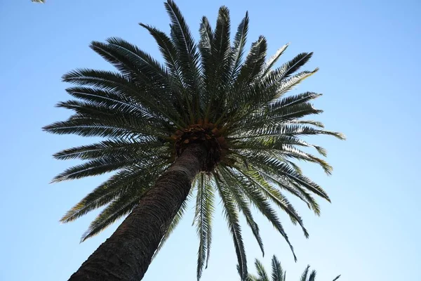 Vacker Palm Med Gröna Blad Mot Klar Himmel Låg Vinkel — Stockfoto