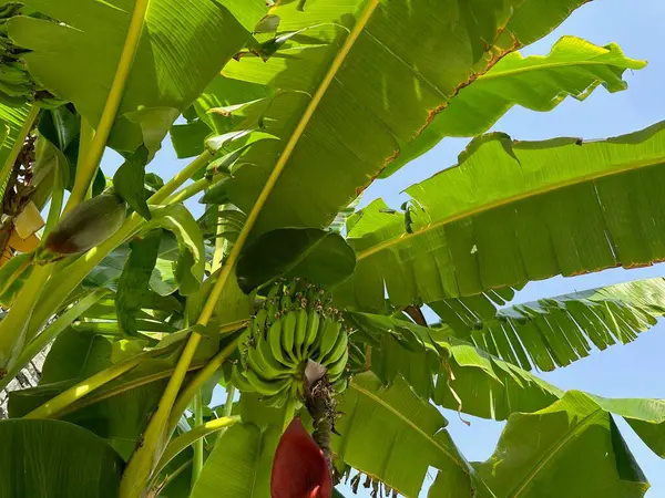 Πράσινες Μπανάνες Που Αναπτύσσονται Τροπικό Δέντρο Εξωτερικούς Χώρους Την Ηλιόλουστη — Φωτογραφία Αρχείου