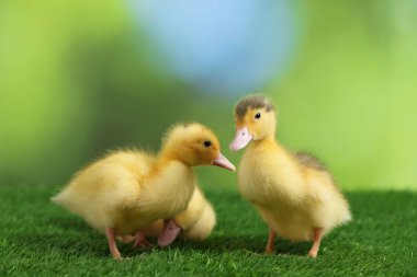Yapay çimlerde sevimli tüylü ördek yavruları bulanık arka planda, yakın plan. Yavru hayvanlar