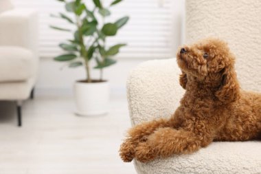 Evdeki koltukta dinlenen sevimli Maltipoo köpeği, mesaj için yer. Sevimli hayvan