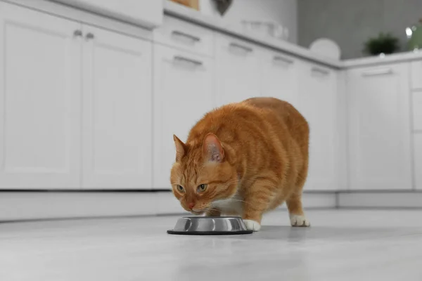 Cute ginger cat eating from feeding bowl at home