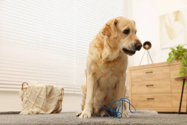 Naughty Labrador Retriever dog near damaged electrical wire at home. Space for text