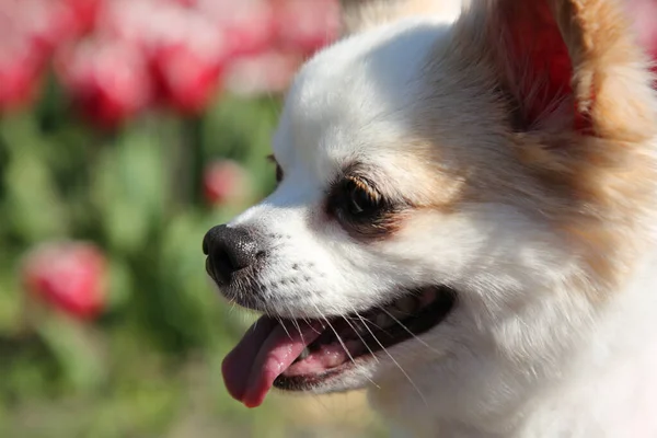 Симпатичная Чихуахуа Собака Размытом Фоне Солнечный День Крупным Планом — стоковое фото