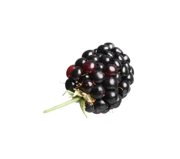 One Tasty Ripe Blackberry Isolated White — Fotografie, imagine de stoc