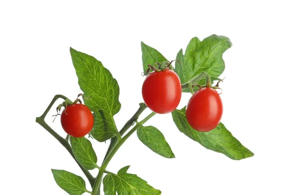 Stem Dojrzałych Pomidorów Wiśniowych Liści Izolowanych Białym — Zdjęcie stockowe
