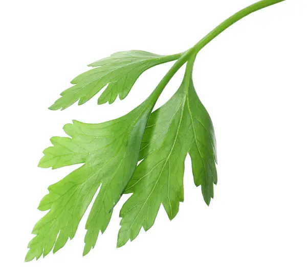 Φρέσκα Φύλλα Πράσινου Μαϊντανού Που Απομονώνονται Λευκό — Φωτογραφία Αρχείου