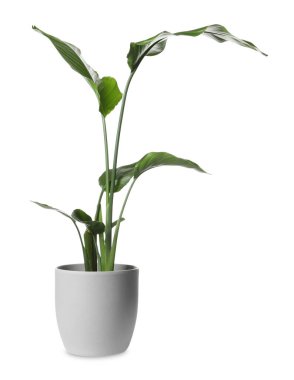 Beyaz arka planda tencerede güzel bir spathiphyllum. Ev dekorasyonu