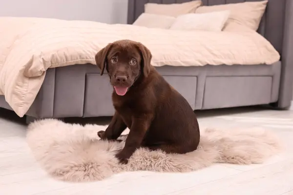 Cute chocolate Labrador Retriever puppy on fluffy rug in bedroom. Lovely pet