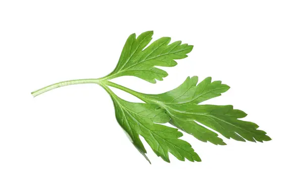 Sprig Fresh Green Parsley Leaves Isolated White — Stock Photo, Image