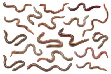 Set with many worms isolated on white clipart