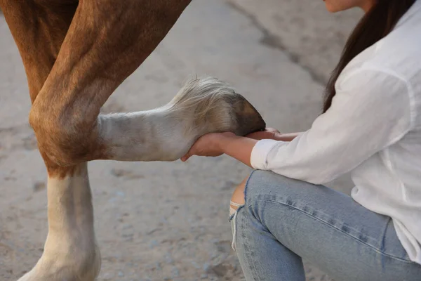 屋外で馬の足を調べる女性 閉じる ペットケア — ストック写真