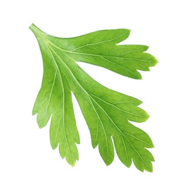 Taze yeşil maydanoz yaprağı beyaza izole edilmiş