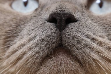 Şirin bir kedi, ağızlık makro fotoğrafı. Sevimli hayvan