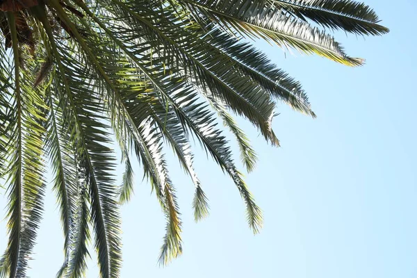 Vacker Palm Med Gröna Blad Mot Klar Himmel Låg Vinkel — Stockfoto