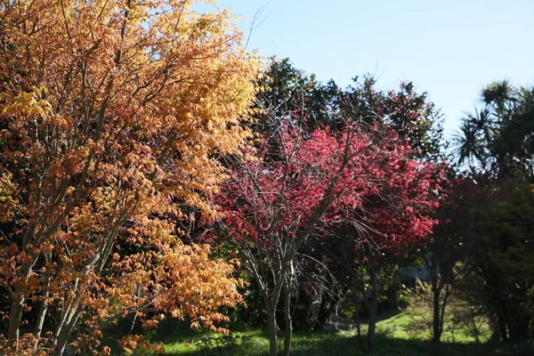 Güneşli Bir Günde Parkın Farklı Ağaçlarla Manzarası — Stok fotoğraf