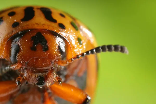 Escarabajo Colorado Sobre Fondo Verde Vista Macro Espacio Para Texto — Foto de Stock