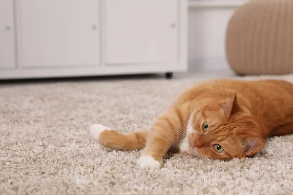 Cute Ginger Cat Lying Carpet Home Space Text — Stock Photo, Image
