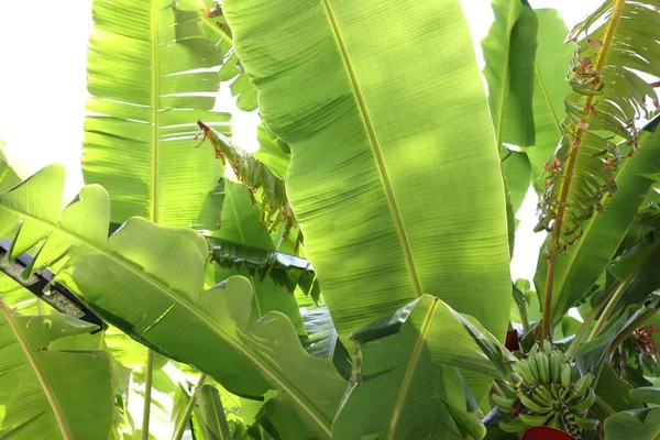 Planta Tropical Com Folhas Verdes Bananas Maduras Livre — Fotografia de Stock