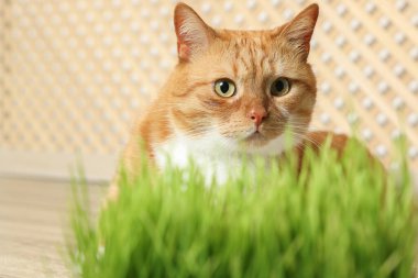 Kapalı alandaki yeşil çimlerin yanında sevimli kızıl kedi