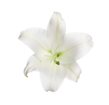 güzel taze Zambak çiçeği üzerinde beyaz izole