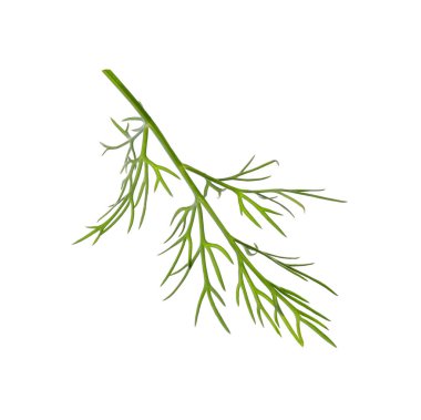 Taze dereotunun karışımı beyazda izole edilmiş.