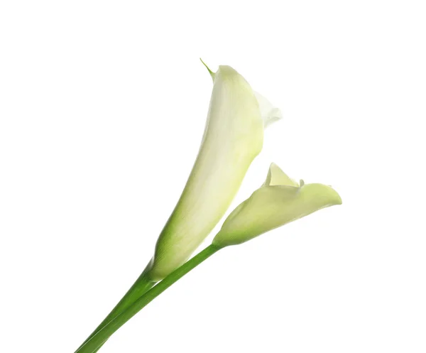 Красиві Квіти Кали Білому Тлі — стокове фото