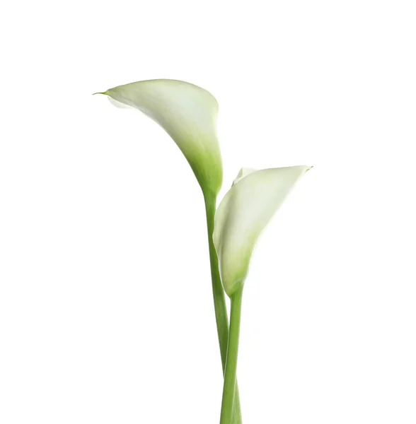 白色背景上美丽的百合花 — 图库照片