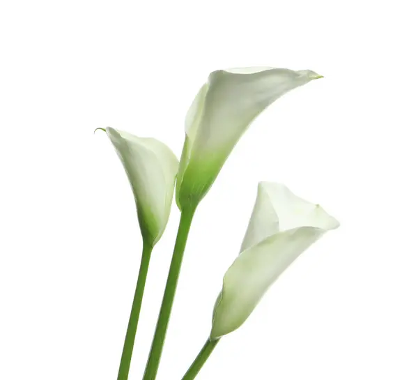 Gyönyörű Kála Liliom Virágok Fehér Háttér — Stock Fotó