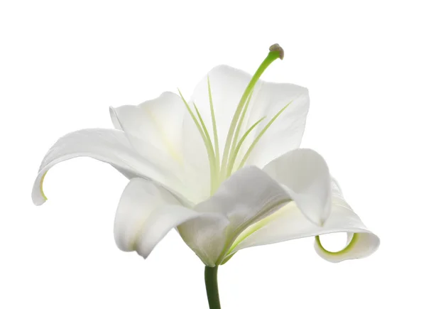 Bela Flor Lírio Fresco Isolado Branco — Fotografia de Stock