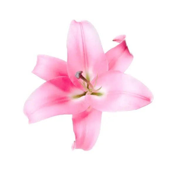 Красивый Розовый Цветок Лилии Изолированы Белом — стоковое фото