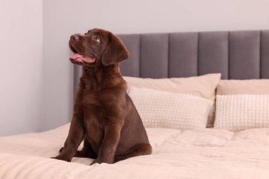 Yumuşak yataktaki tatlı Labrador Retriever çikolatası, mesaj için yer. Sevimli hayvan