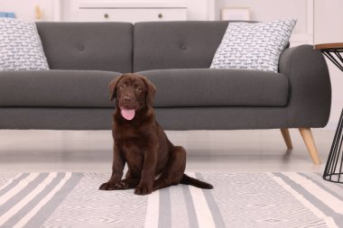 Evde halının üzerinde şirin bir Labrador Retriever köpeği var. Sevimli hayvan