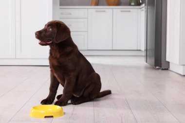 Labrador Retriever marka şirin bir köpek yavrusu. Kapalı alanda yemek kasesinin yanında. Sevimli hayvan