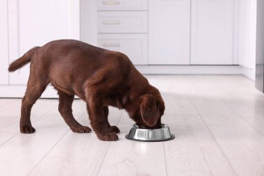 İçerideki metal kaseden beslenen şirin Labrador Retriever köpeği. Sevimli hayvan