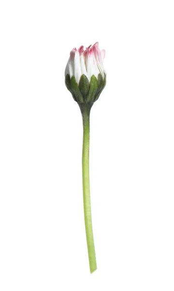 Vacker Bellis Perennis Tusensköna Blomma Isolerad Vit — Stockfoto