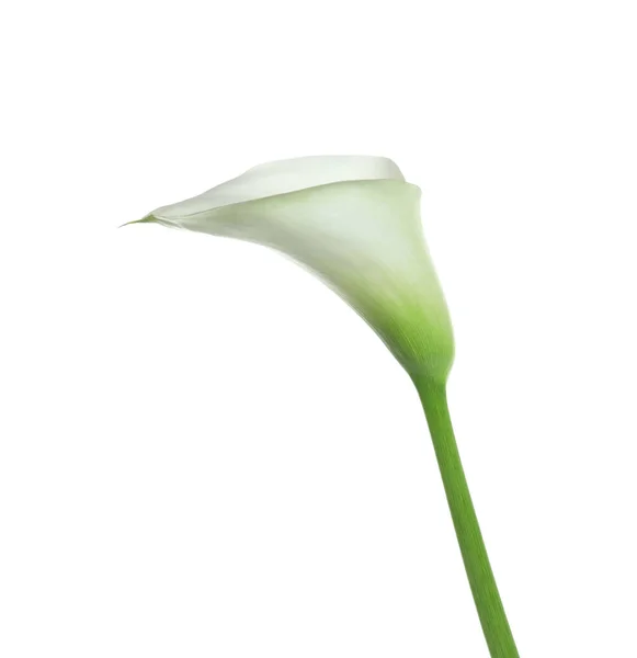 Красивый Калла Лилия Цветок Изолирован Белом — стоковое фото