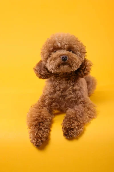 Cute Pies Maltipoo Pomarańczowym Tle Piękne Zwierzę — Zdjęcie stockowe