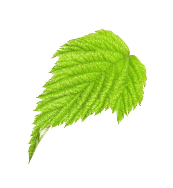 Ein Grünes Brombeerblatt Isoliert Auf Weiß — Stockfoto