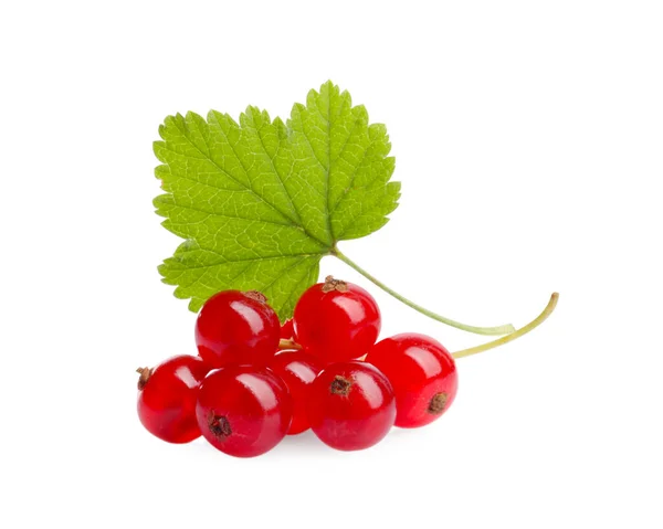 一束新鲜成熟的红醋栗浆果和绿叶 与白色隔离 — 图库照片