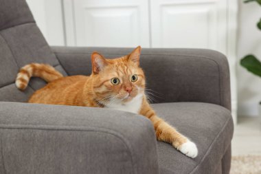 Evdeki koltukta yatan sevimli kızıl kedi.