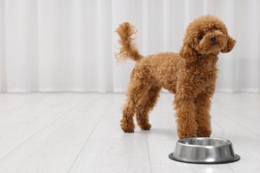 Tatlı Maltipoo köpeği yemek kabının yanında, mesaj için yer var. Sevimli hayvan