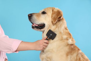 Açık mavi arka planda şirin Labrador Retriever köpeğini fırçalayan kadın, yakın plan.