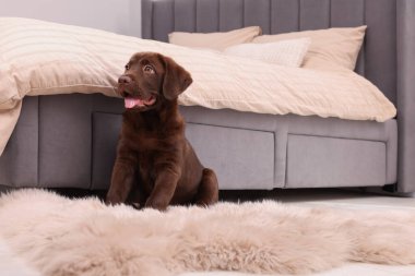 Yatak odasındaki yumuşak halıda şirin bir çikolata Labrador Retriever köpeği. Sevimli hayvan